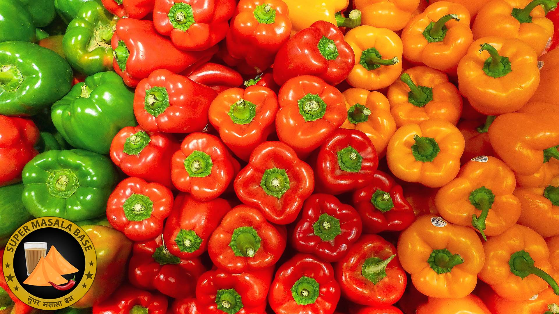 bell peppers shimla mirch capsicum annuum group
